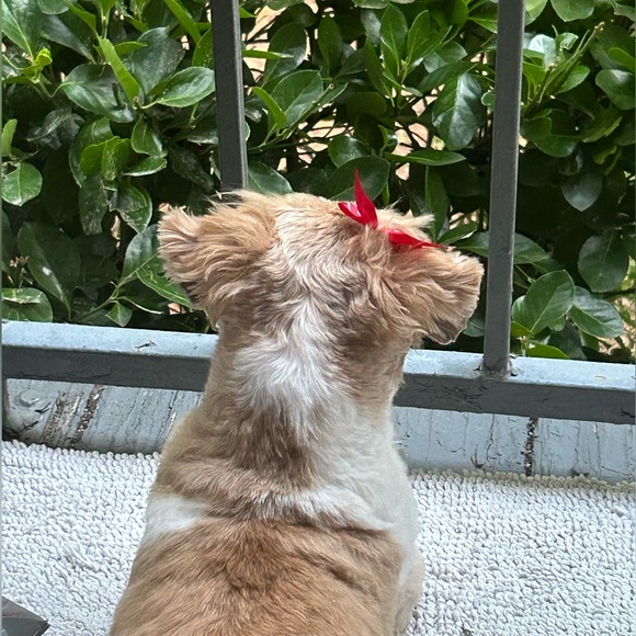 Meet your Posher, Tamara - Picture 2 of 2